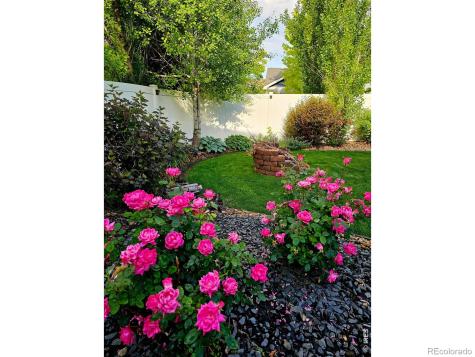 632 Denali Court Windsor CO 80550