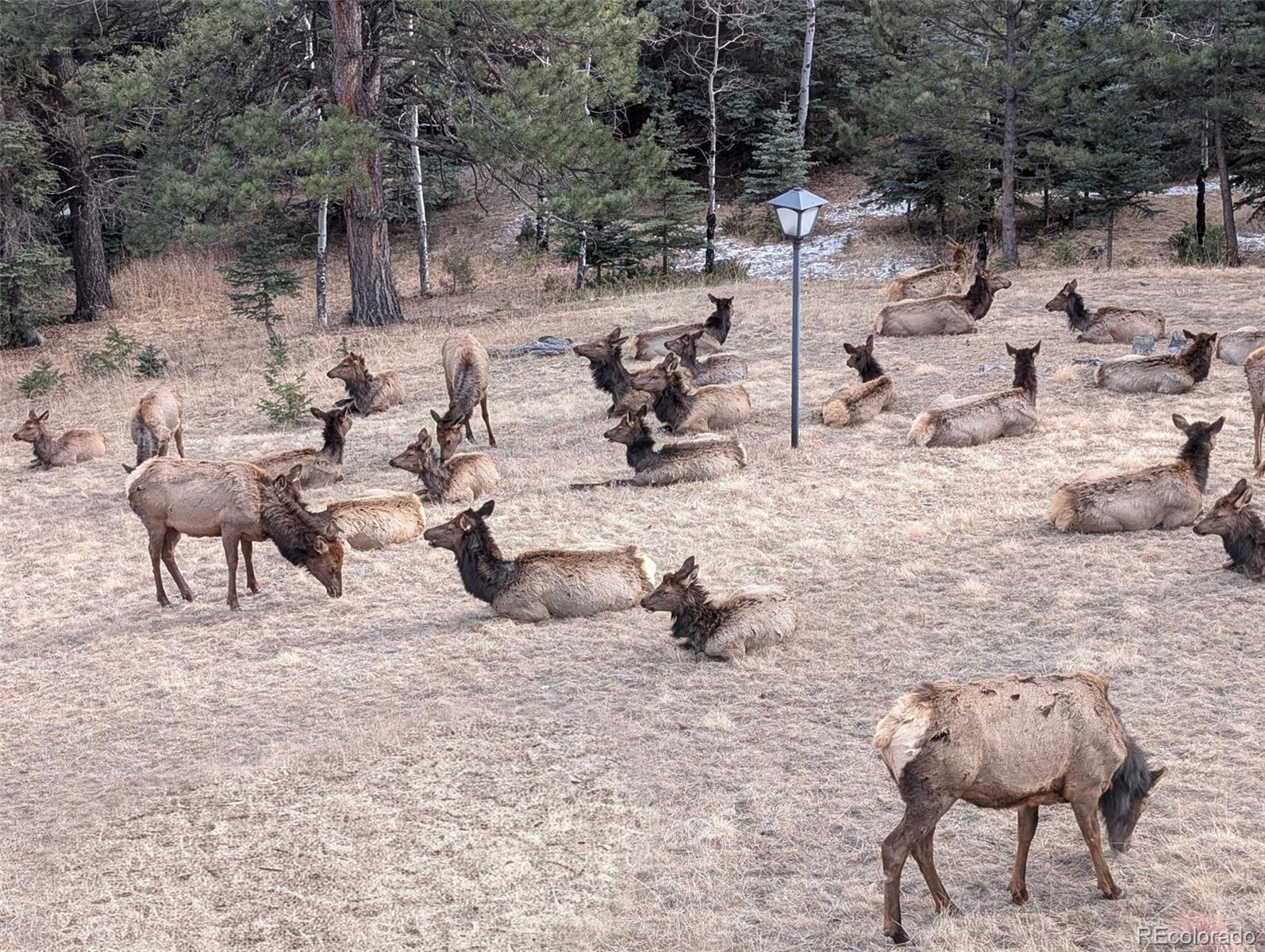 1323 S Snyder Gulch Road Evergreen CO 80439