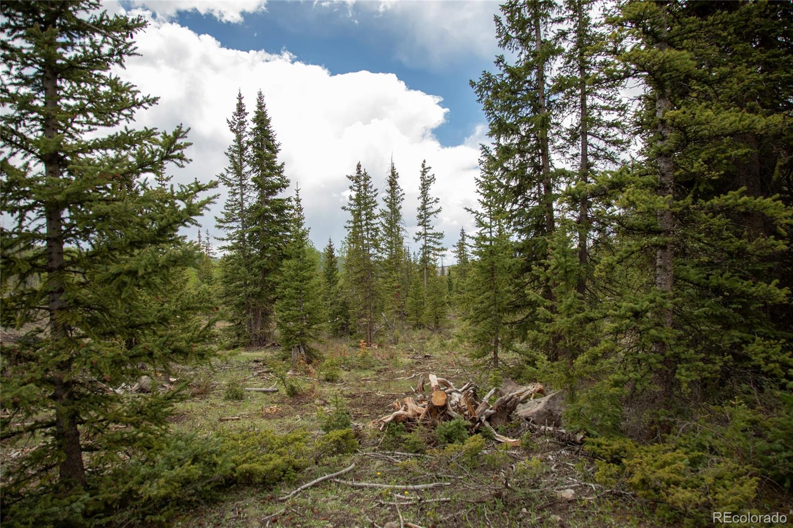 5565 Forest Road 504 Creede CO 81130