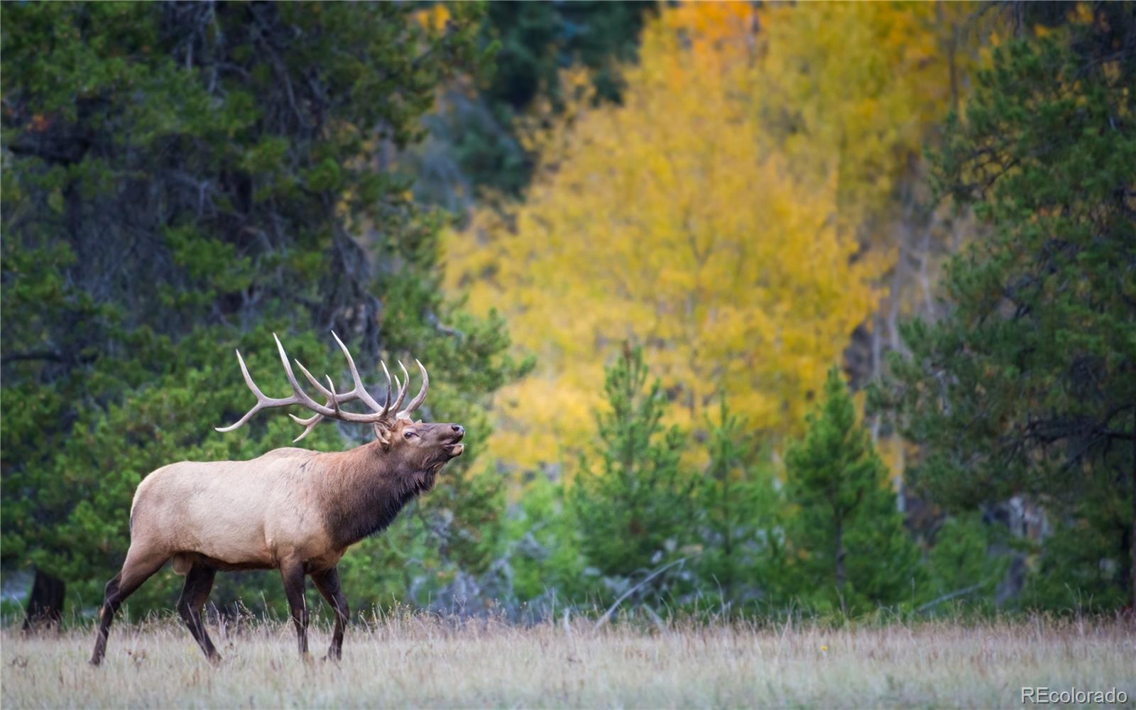 29526 Bronco Road Evergreen CO 80439