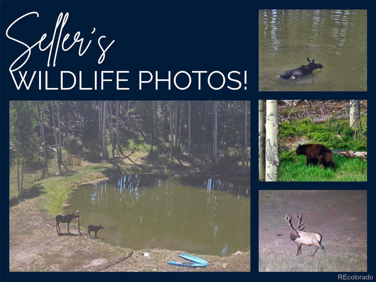 224 Six Elk Court Red Feather Lakes CO 80545