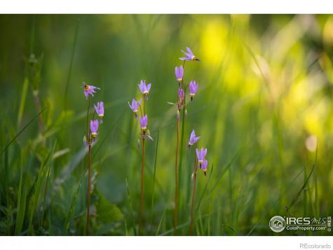 1217 Big Owl Road Allenspark CO 80510