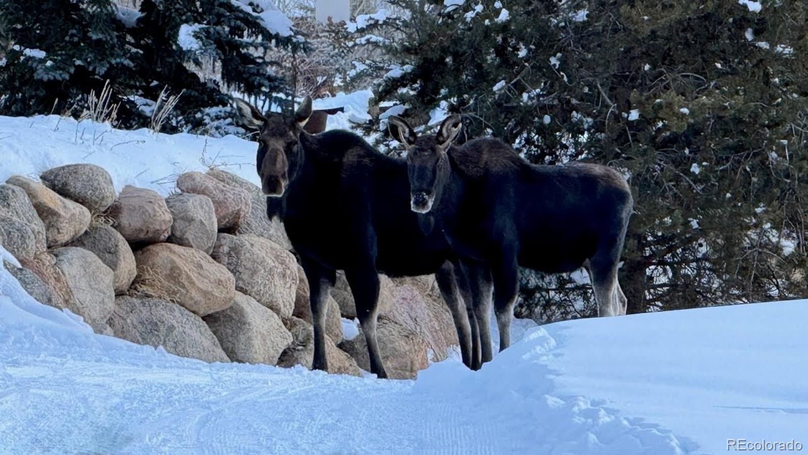 328 Raven Golf Lane Silverthorne CO 80498