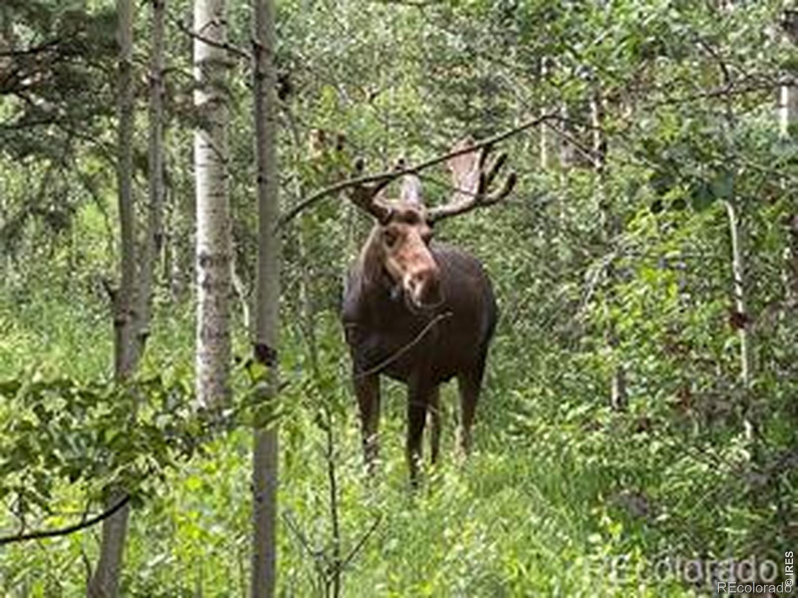 746 Riverside Drive Lyons CO 80540