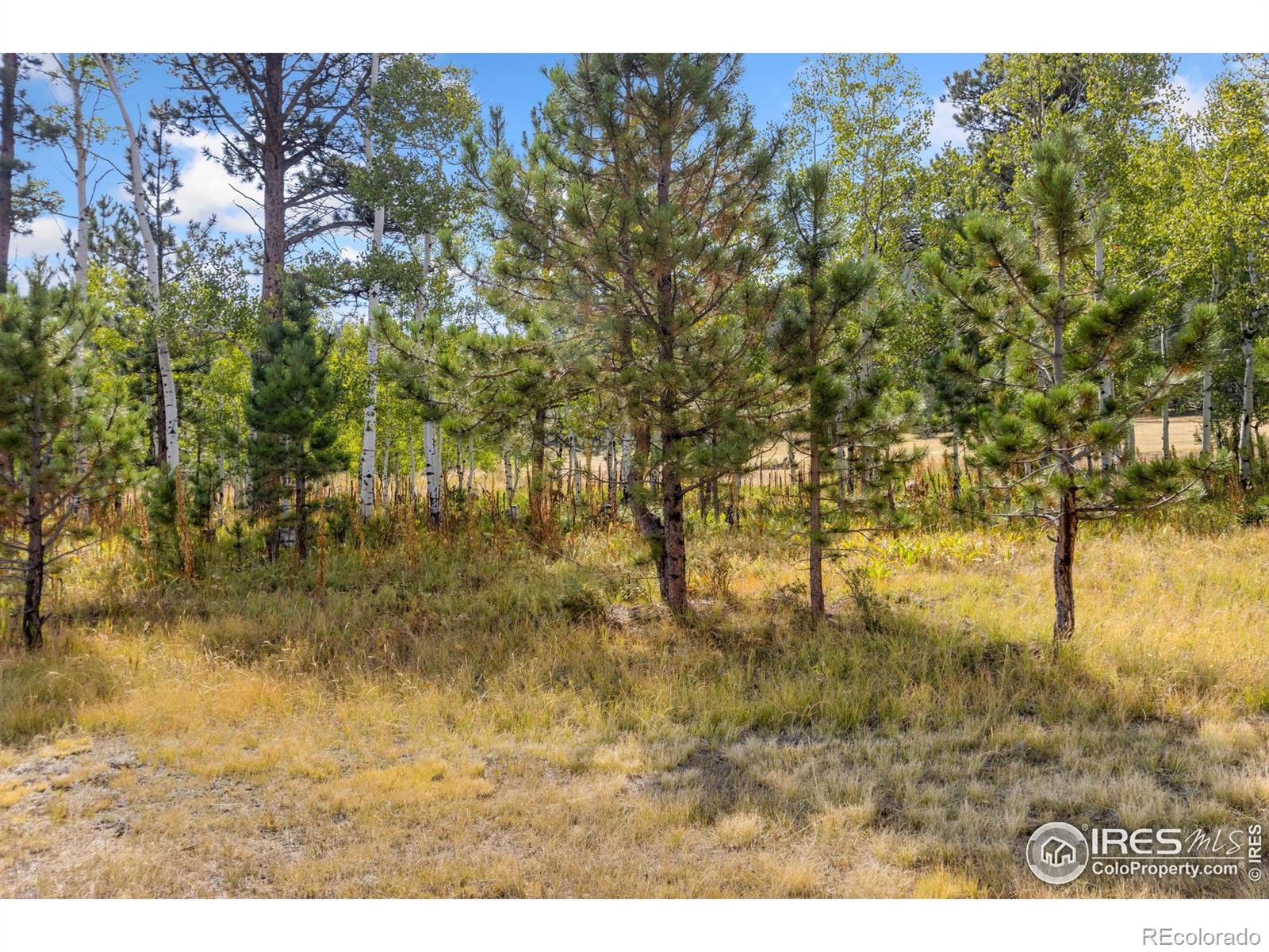 98 Deadhorse Mountain Court Livermore CO 80536