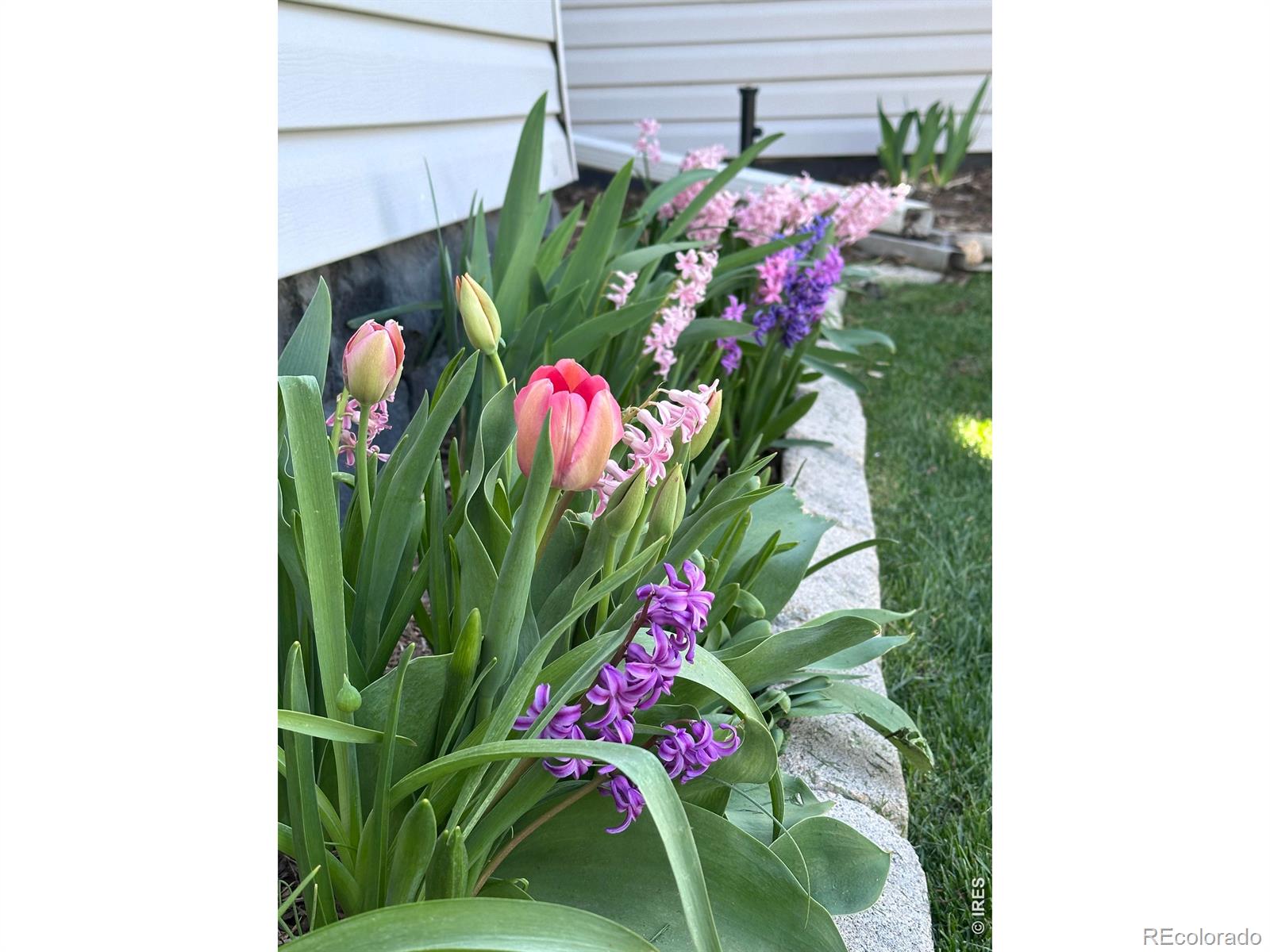 9916 County Road 48 1/2 Milliken CO 80543