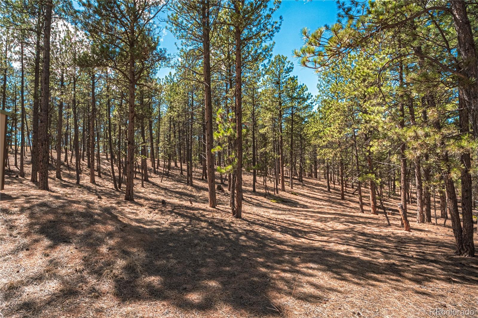 2675 Pikes Peak Drive Florissant CO 80816