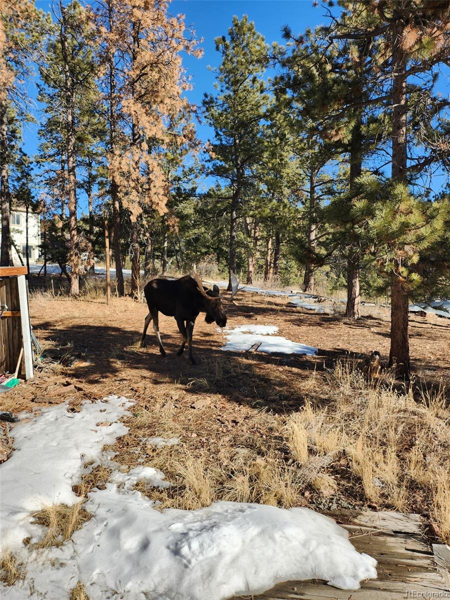 13108 Elsie Road Conifer CO 80433