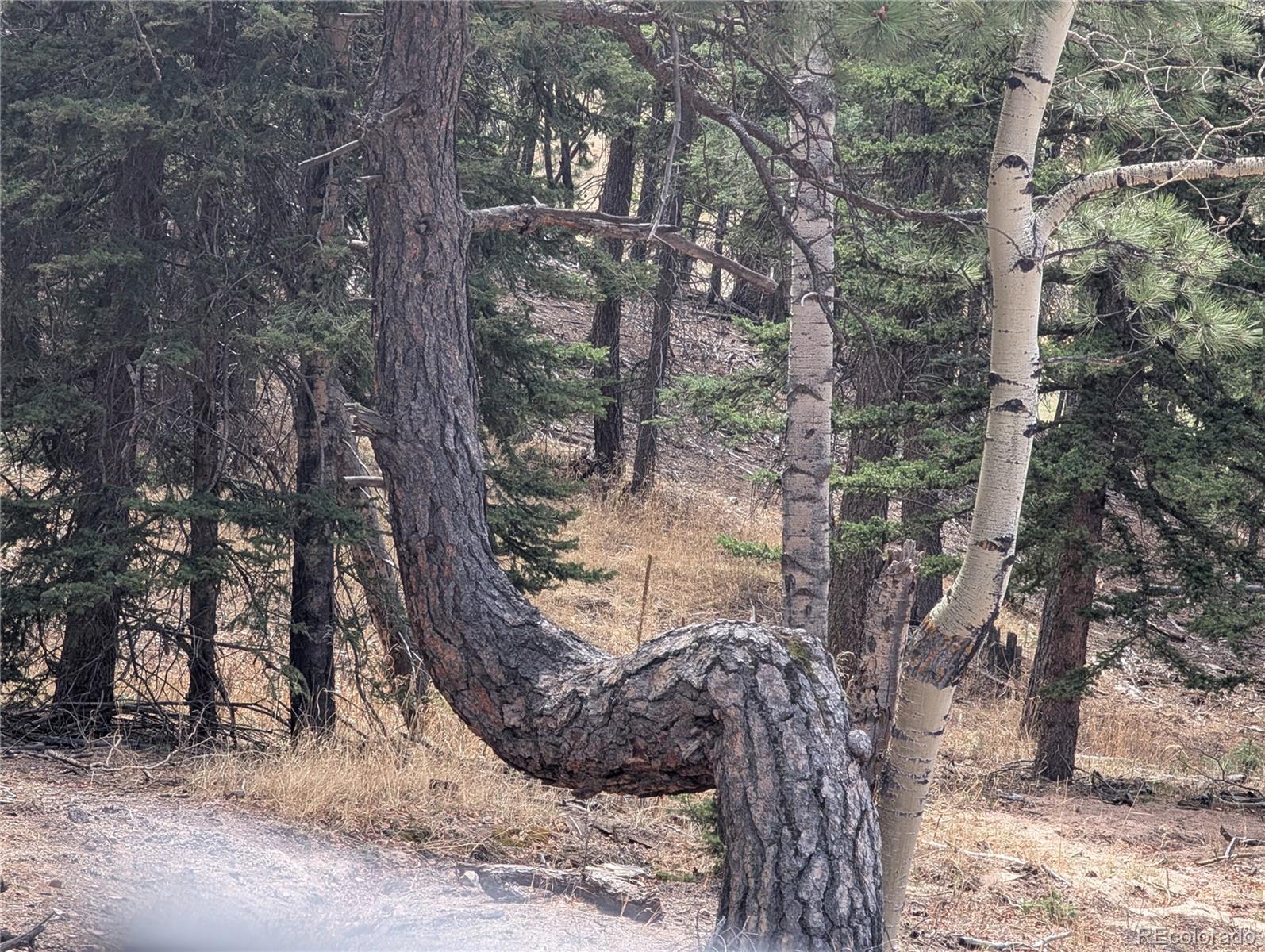 13108 Elsie Road Conifer CO 80433