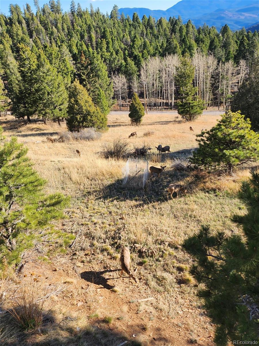 13108 Elsie Road Conifer CO 80433