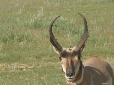 463 Snowshoe Lane Lake George CO 80827