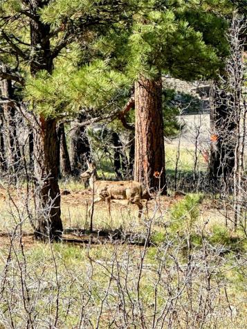 62 Masters Circle Pagosa Springs CO 81147