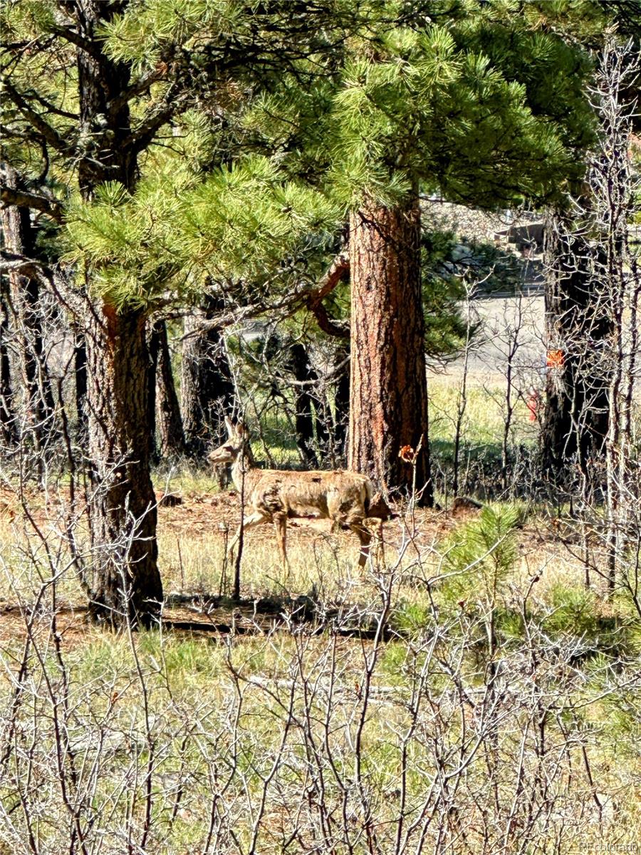 62 Masters Circle Pagosa Springs CO 81147