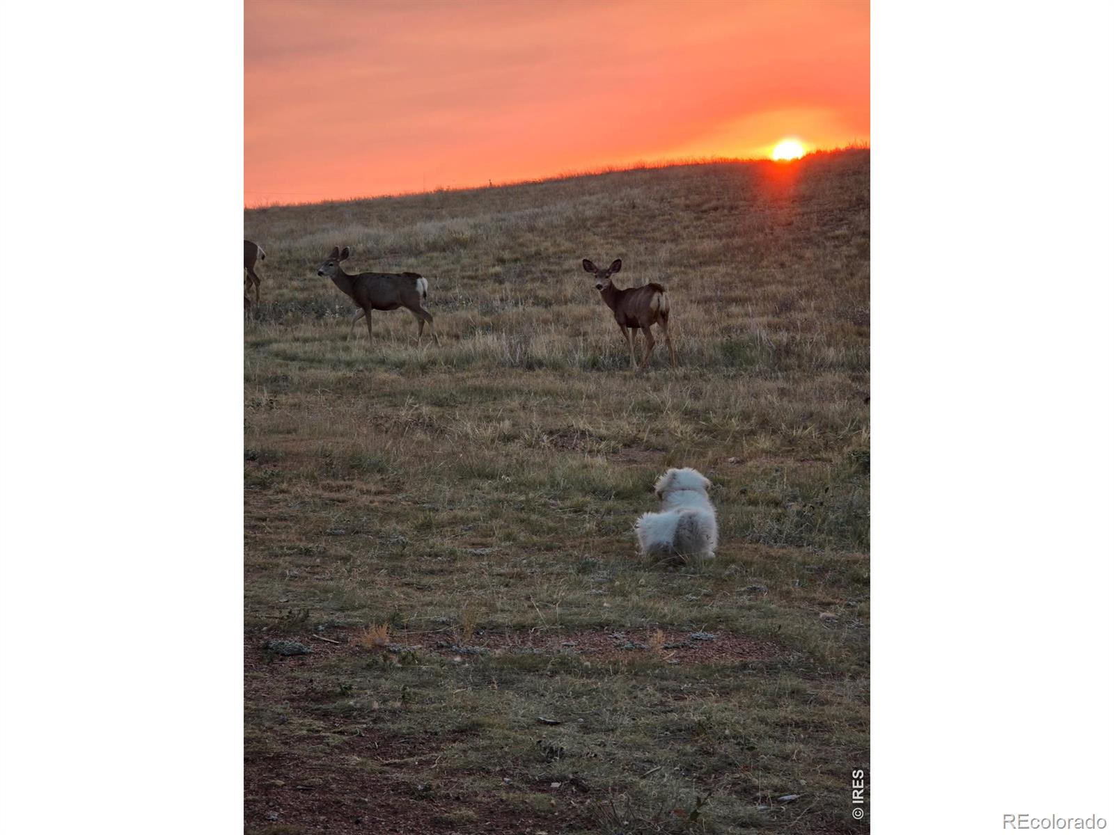 795 Sundance Drive Livermore CO 80536