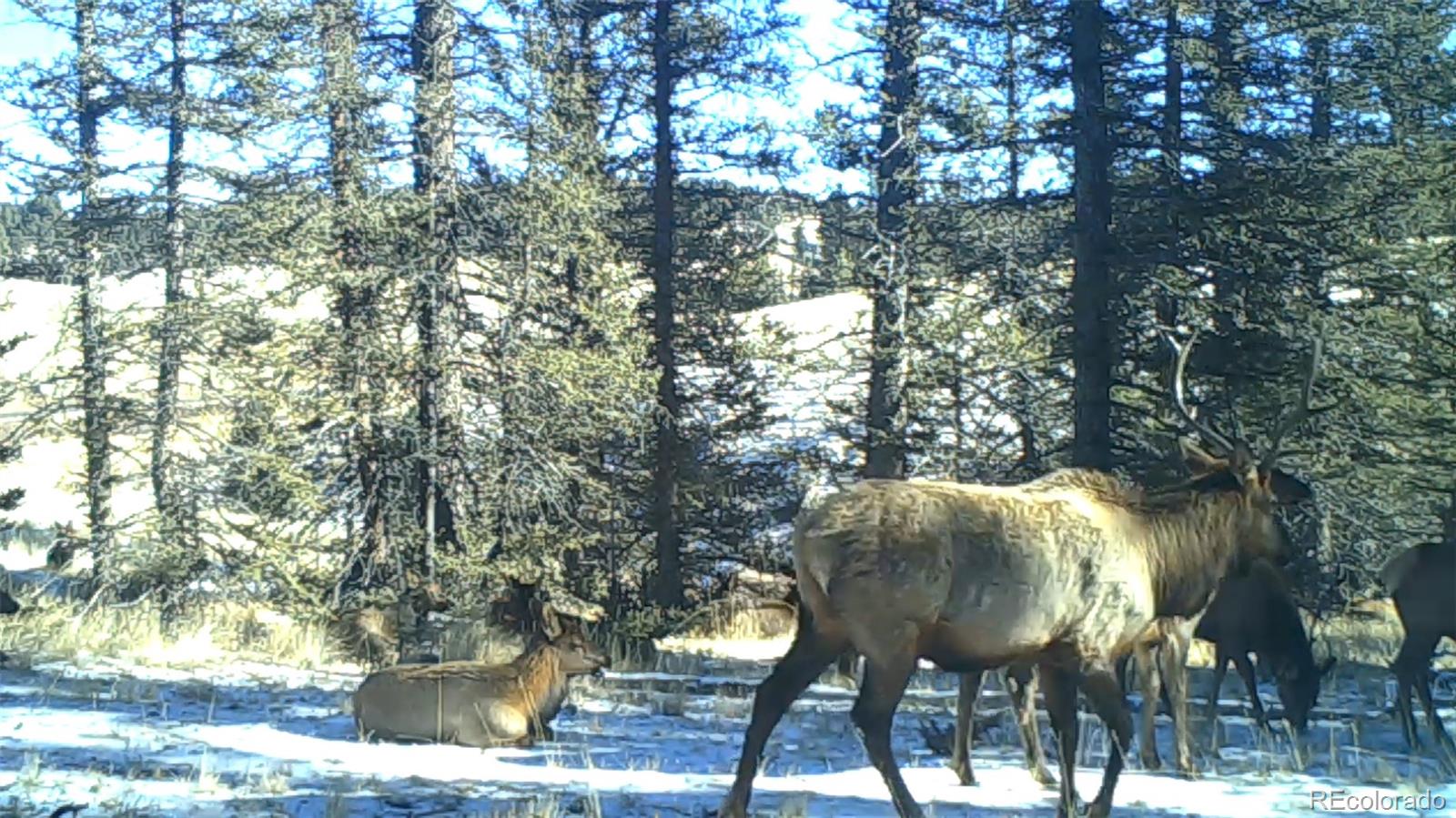 4797 County Road 42 Divide CO 80814