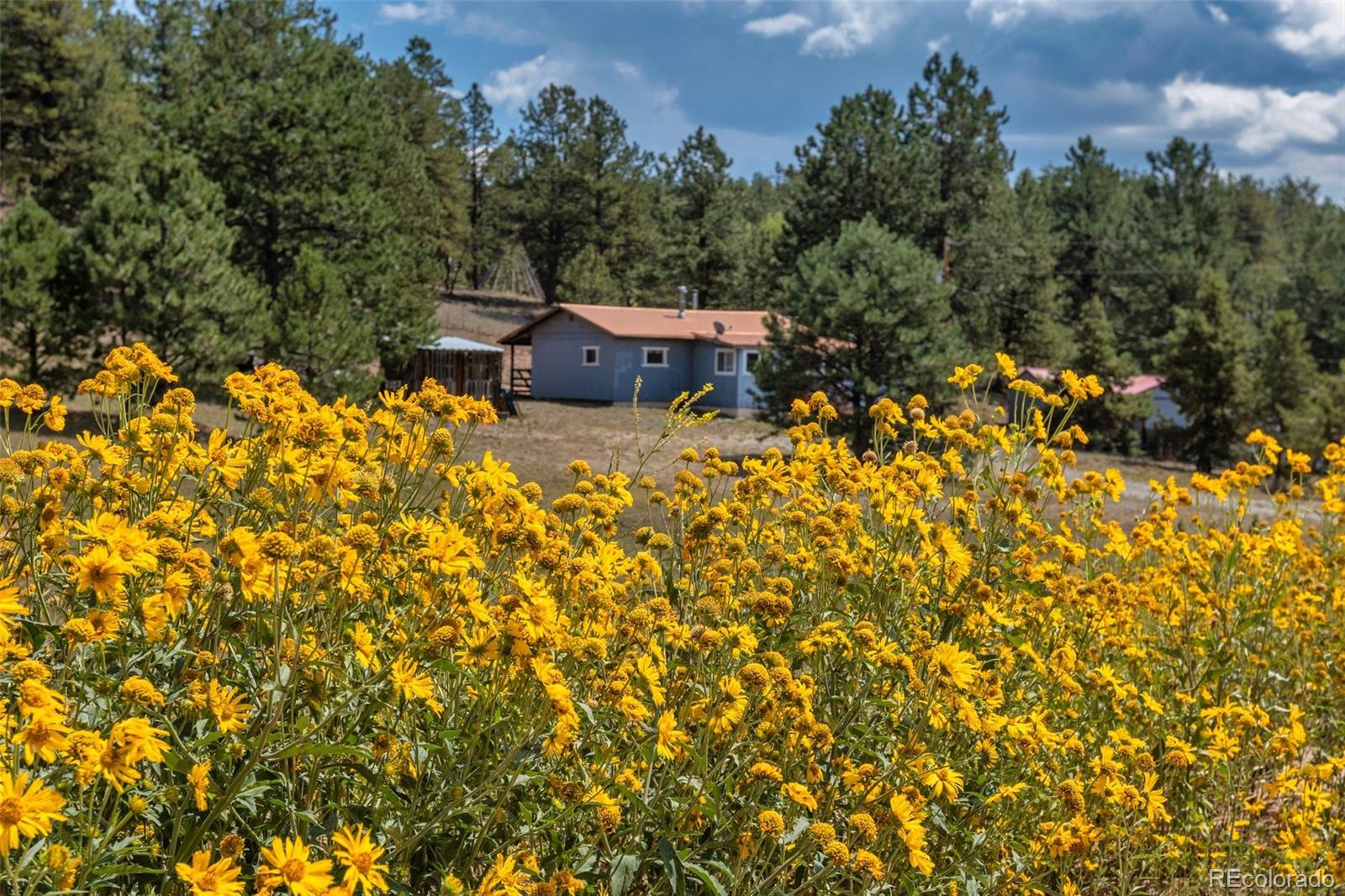 272 Spring Valley Trail Florissant CO 80816