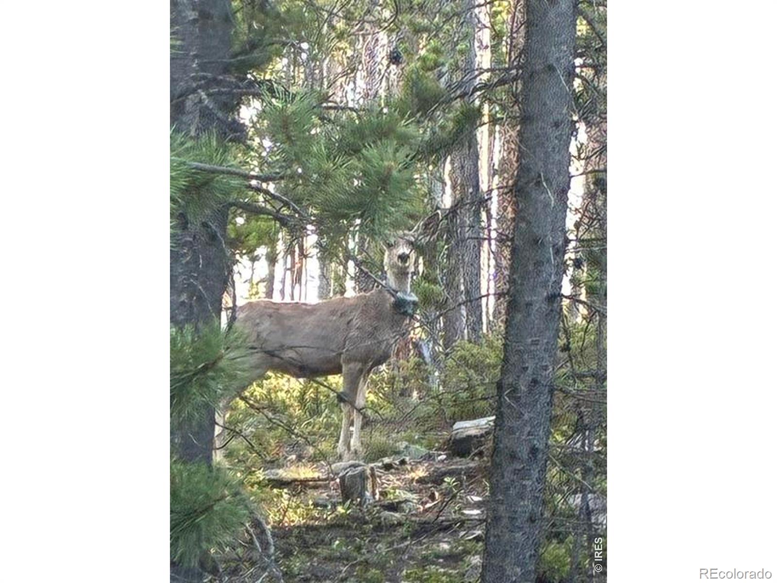 321 Shasta Way Red Feather Lakes CO 80545