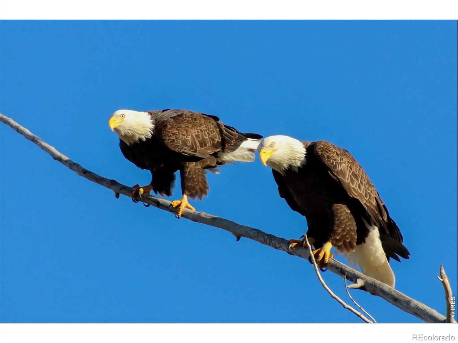 560 Talons Reach Run Berthoud CO 80513