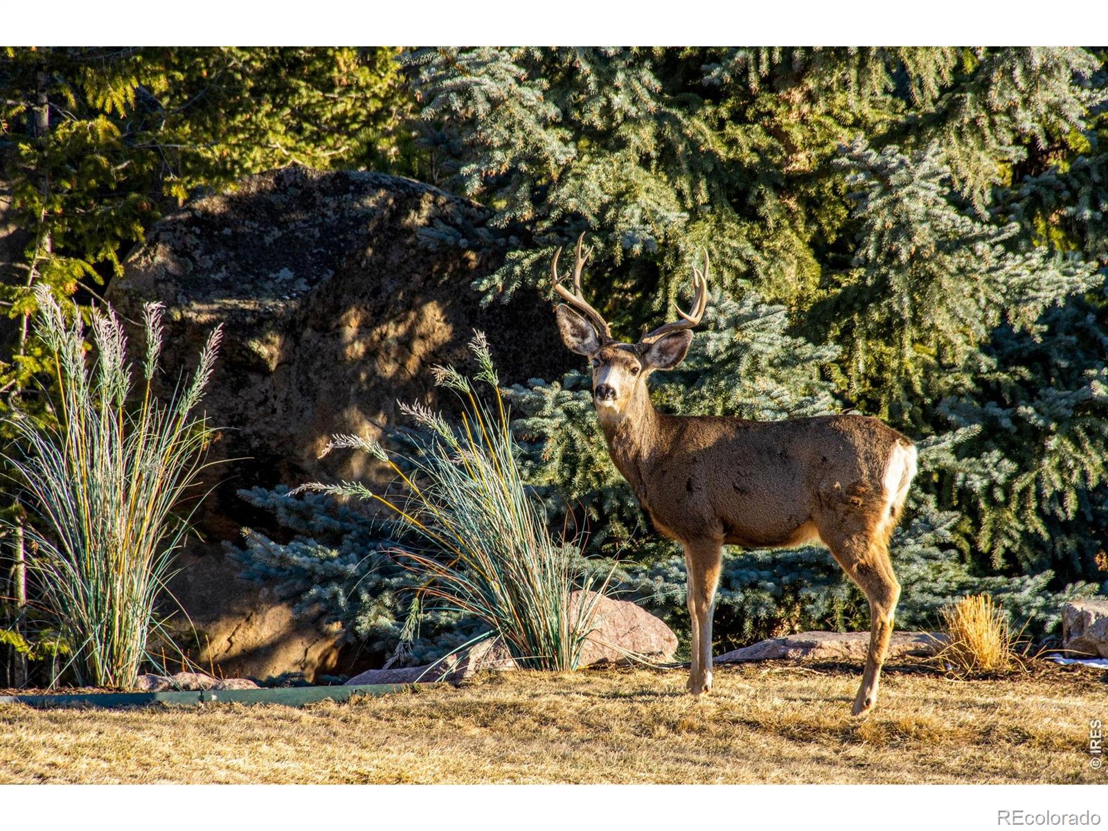 6917 Timbers Drive Evergreen CO 80439