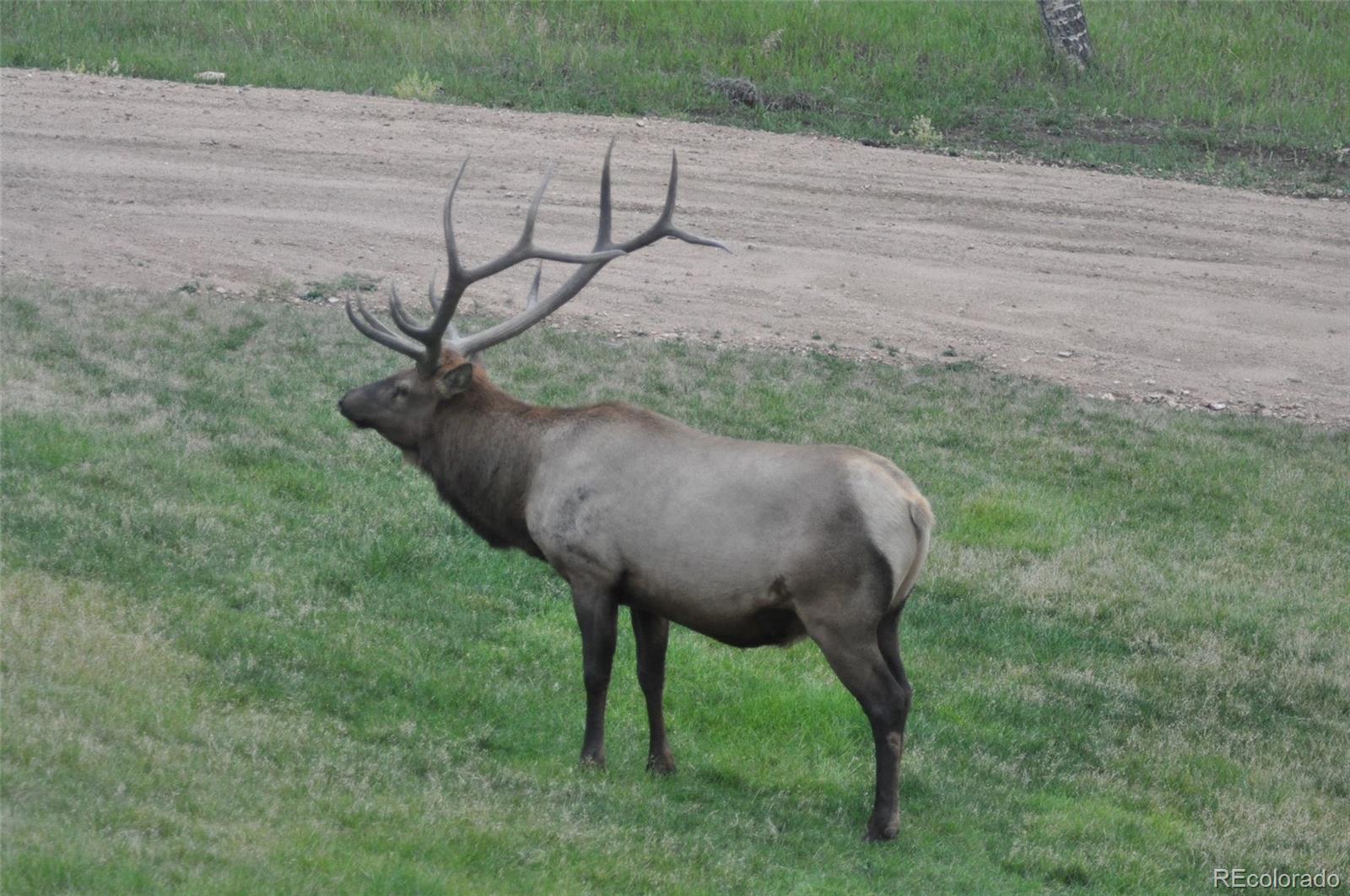 13116 S Noka Trail Pine CO 80470