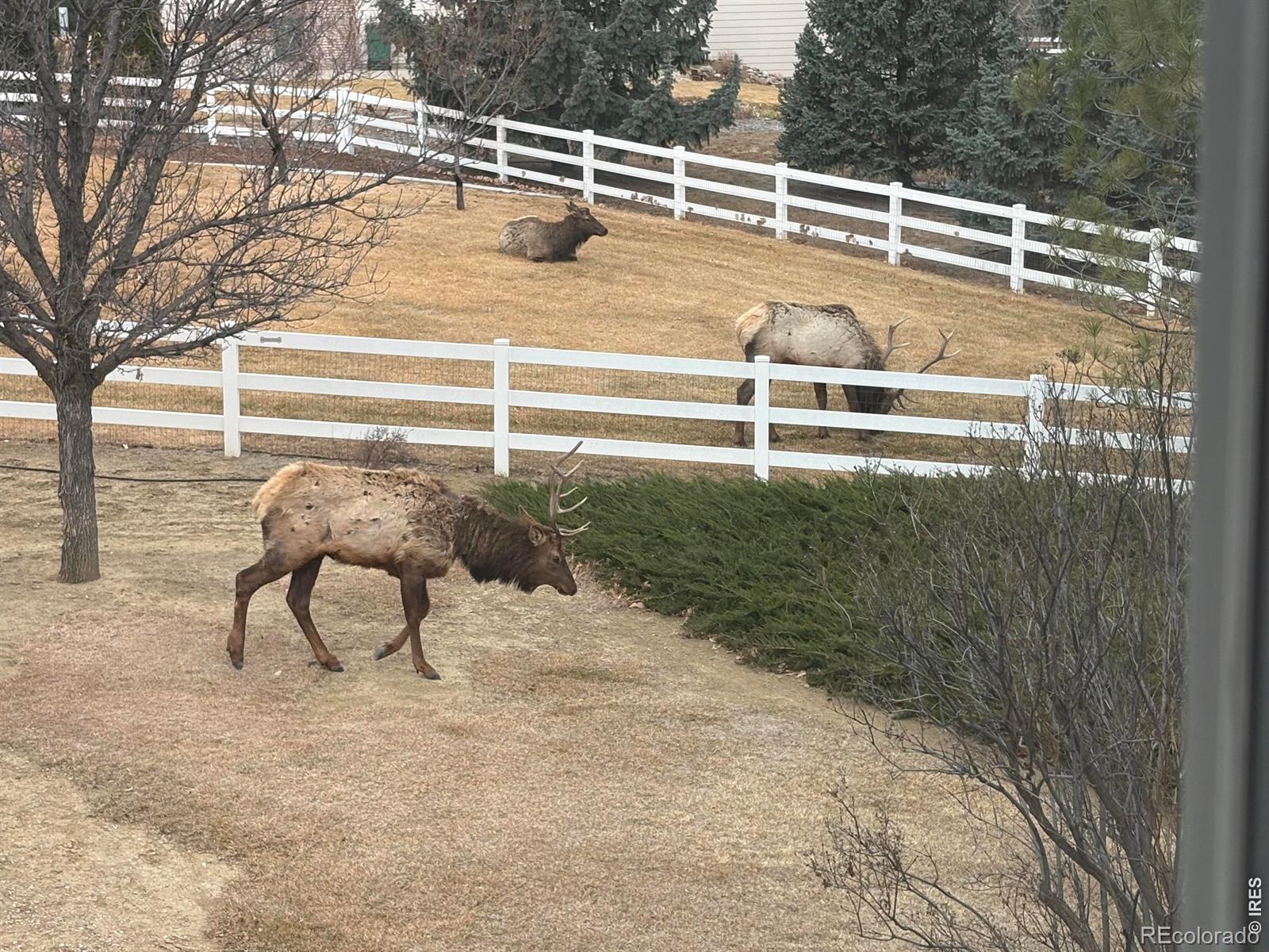 3363 Crest Drive Loveland CO 80537
