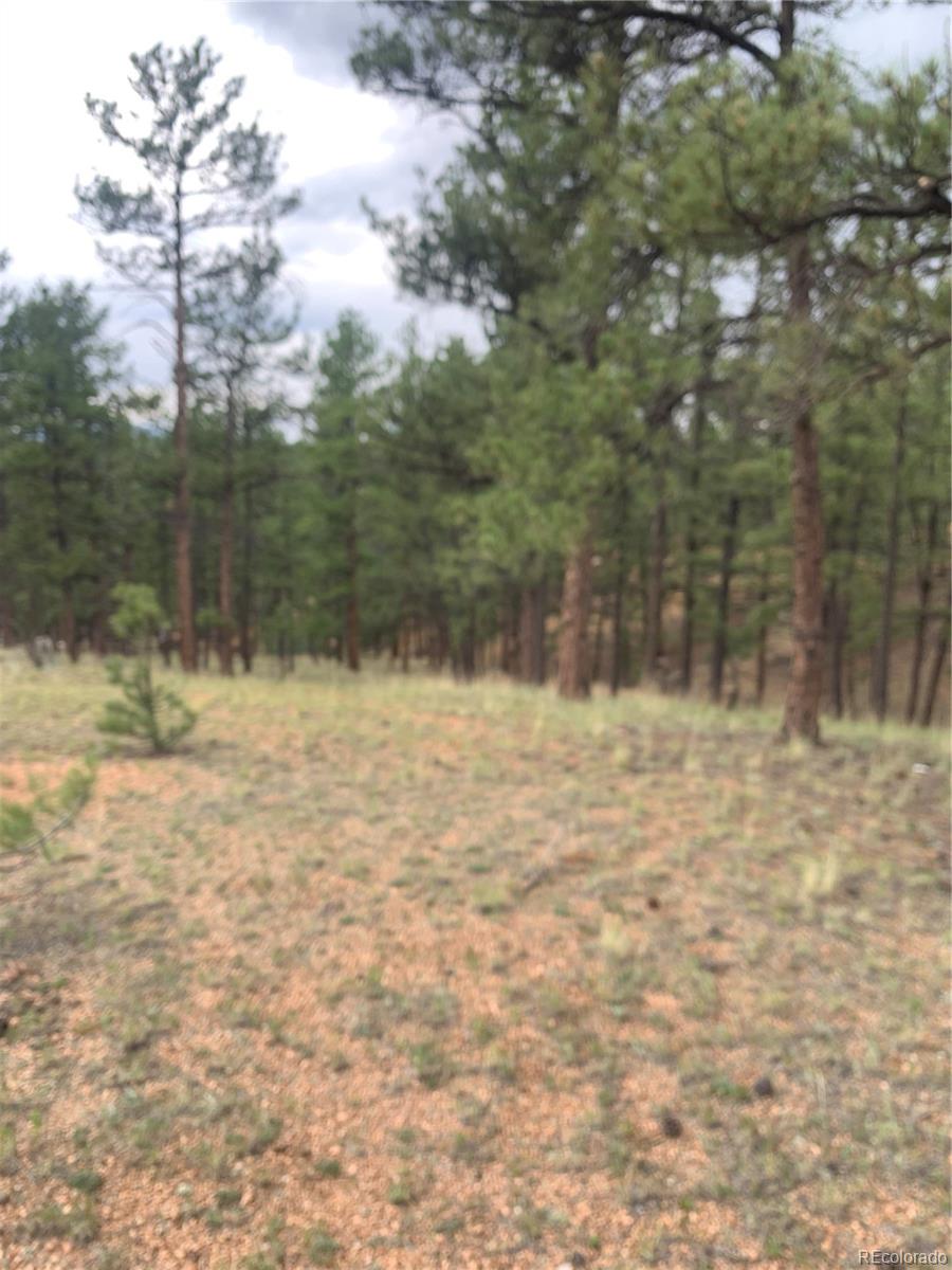 110 Wallace Drive Florissant CO 80816