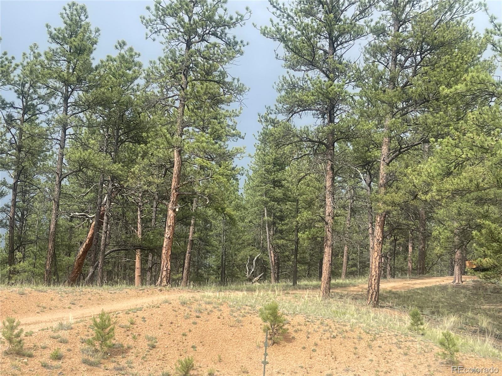 110 Wallace Drive Florissant CO 80816