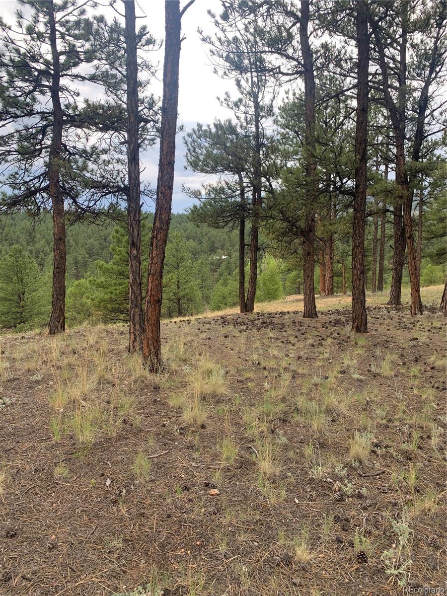 110 Wallace Drive Florissant CO 80816