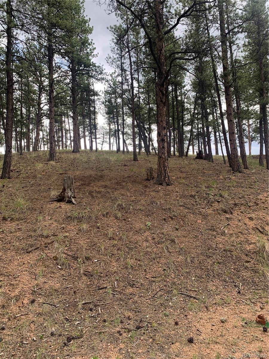 110 Wallace Drive Florissant CO 80816