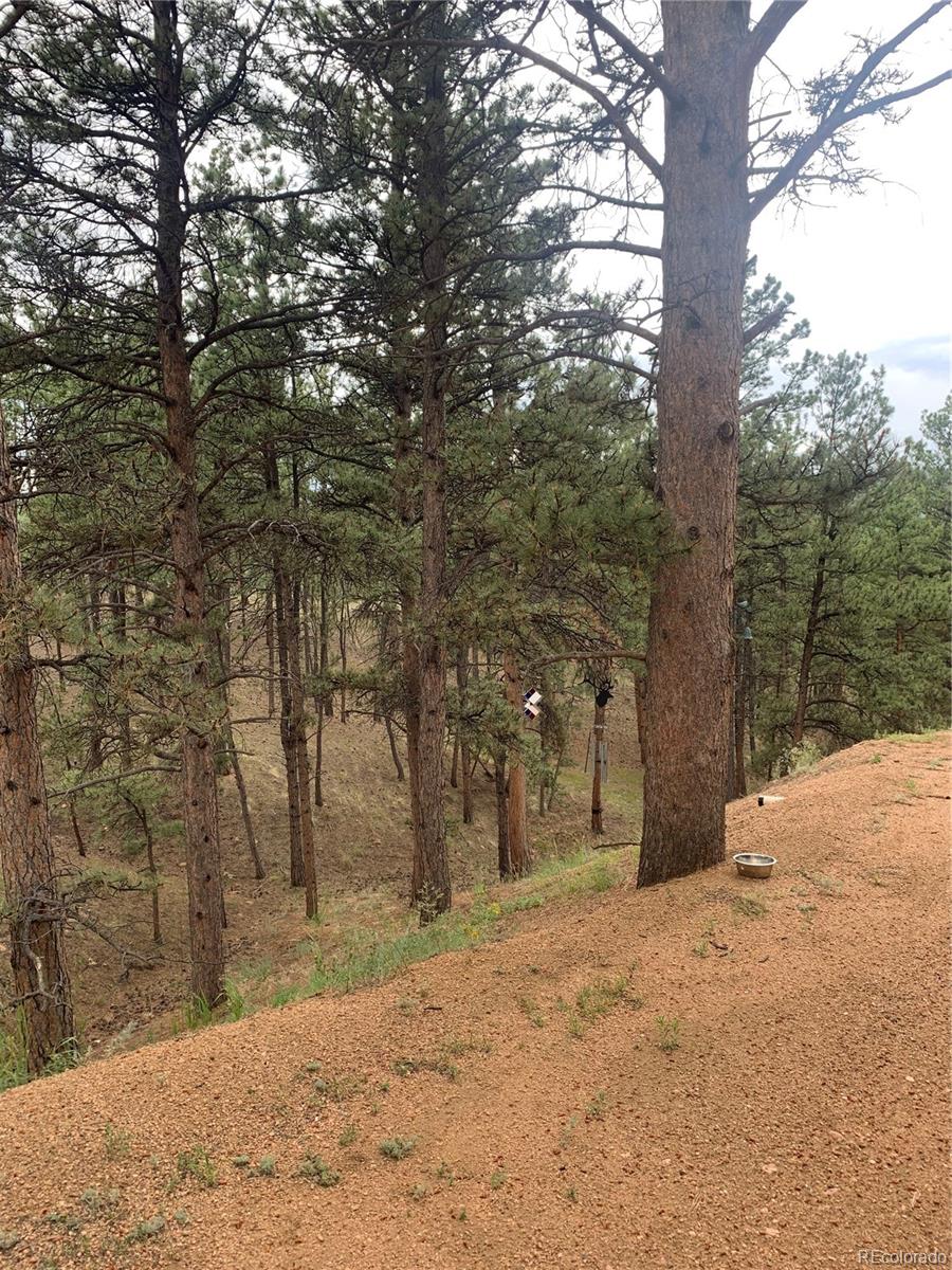 110 Wallace Drive Florissant CO 80816