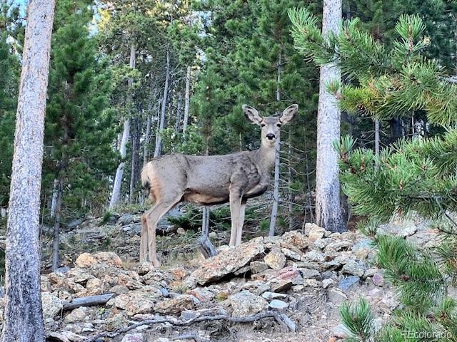 86 Yarrow Trail Evergreen CO 80439