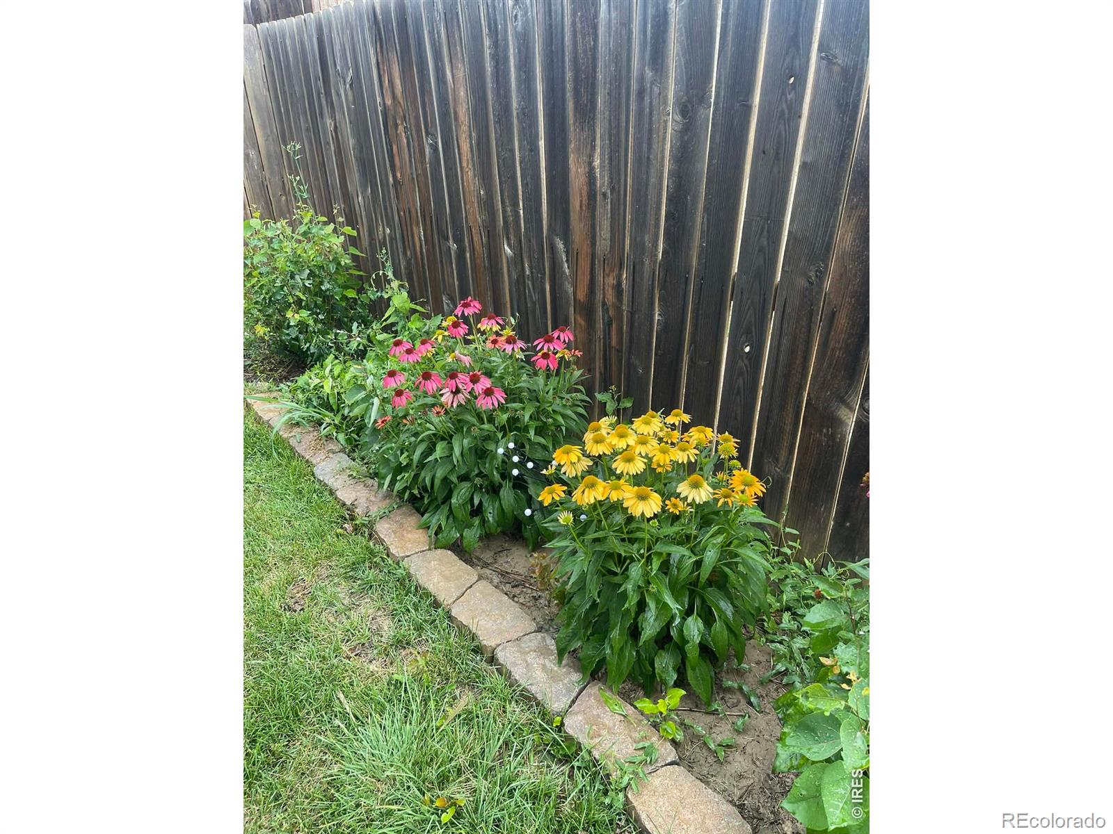 1303 S Harvester Drive Milliken CO 80543