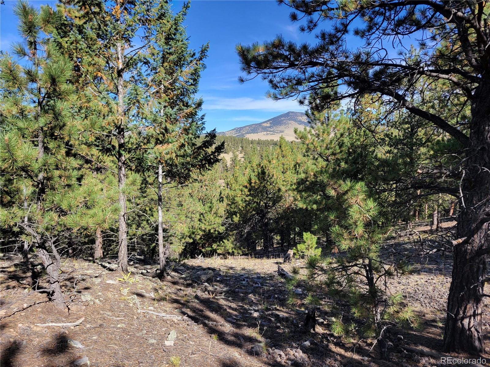 1321 Bristlecone Road Guffey CO 80820