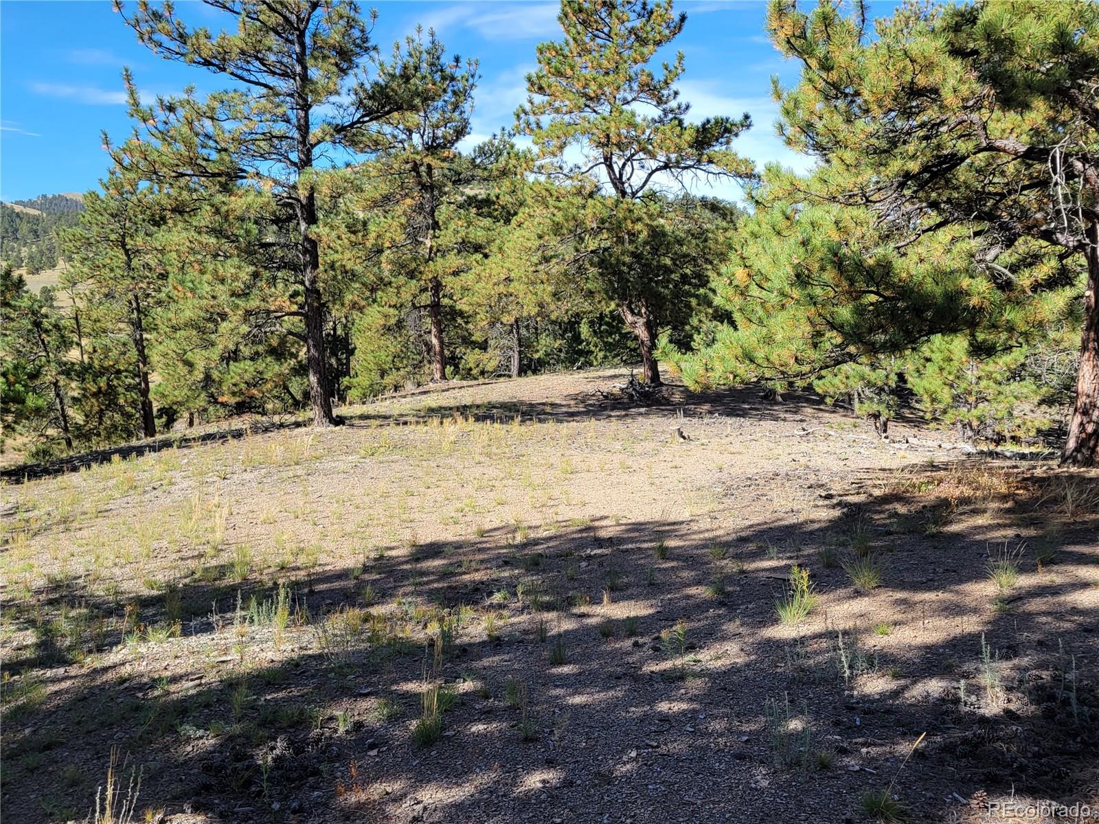 1321 Bristlecone Road Guffey CO 80820