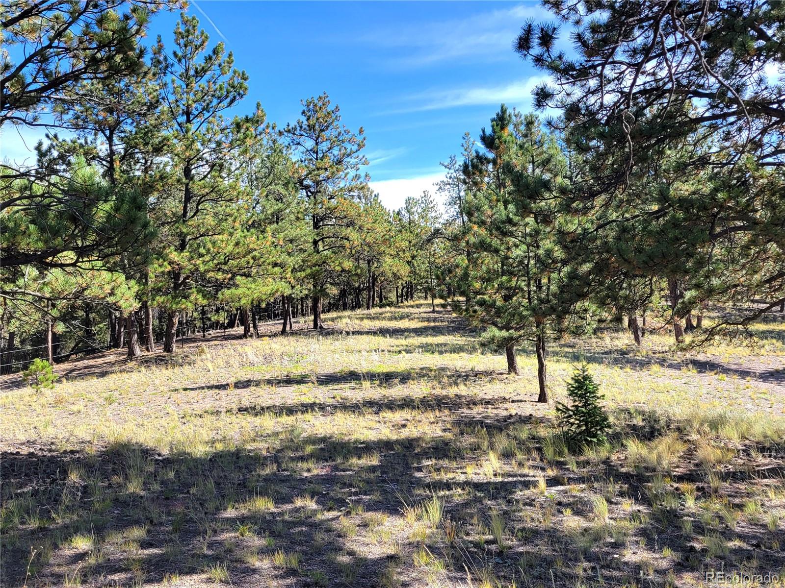 1321 Bristlecone Road Guffey CO 80820