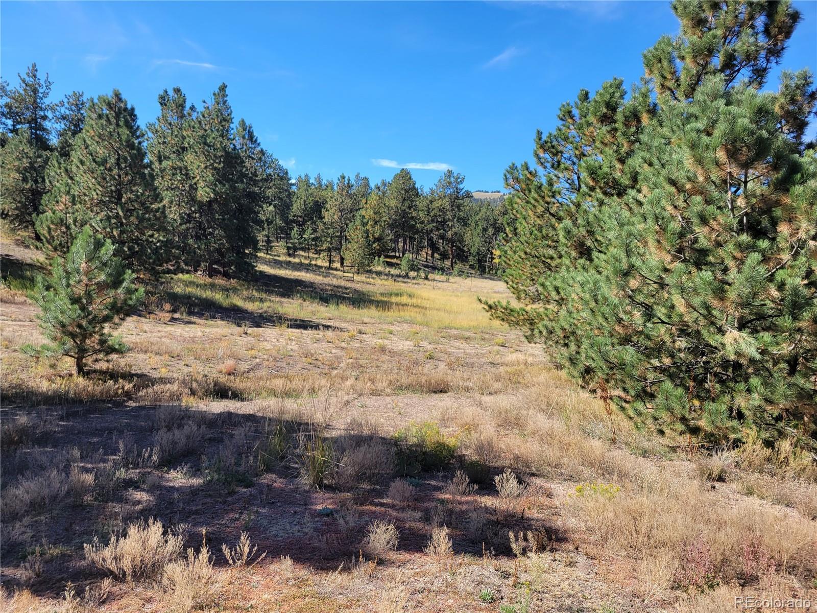 1321 Bristlecone Road Guffey CO 80820