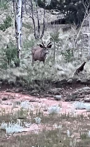 259 Bordenville Road Jefferson CO 80456