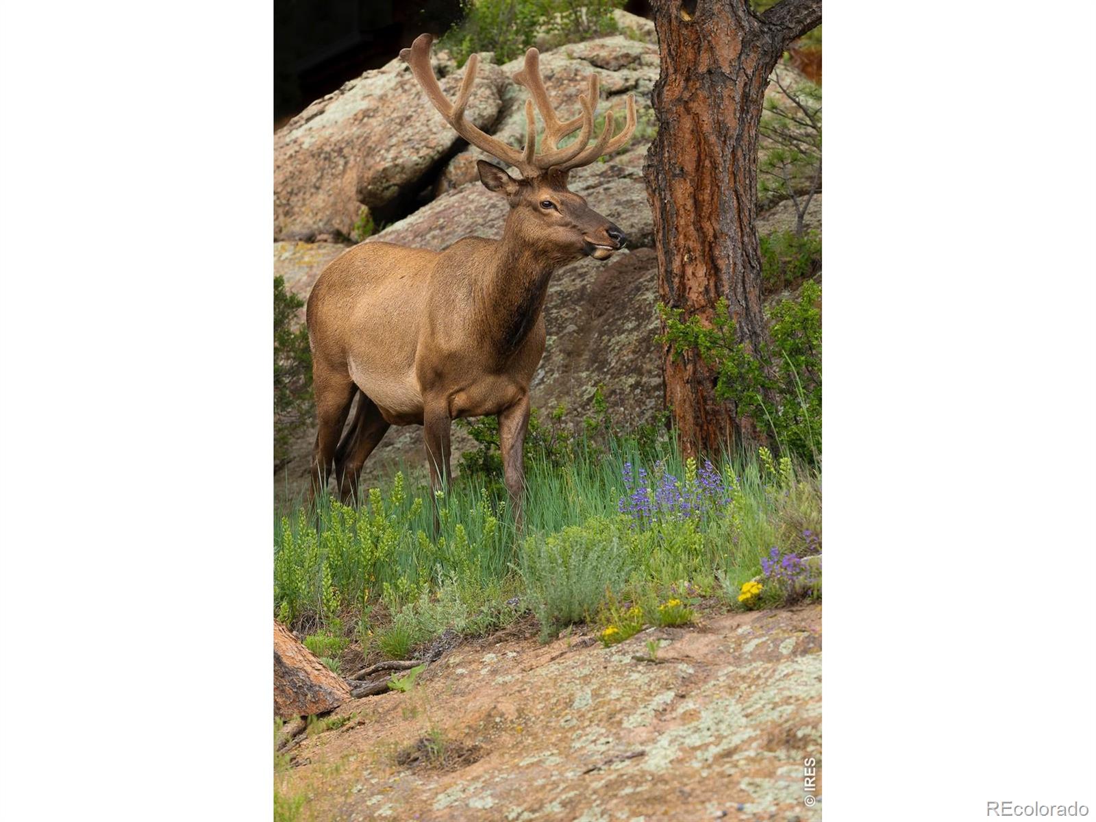 321 May Avenue Lyons CO 80540