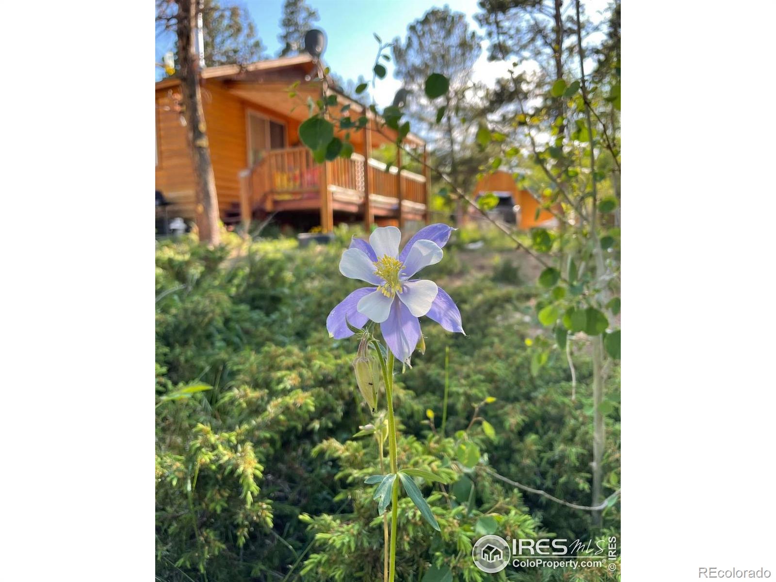 28 Nonami Court Red Feather Lakes CO 80545