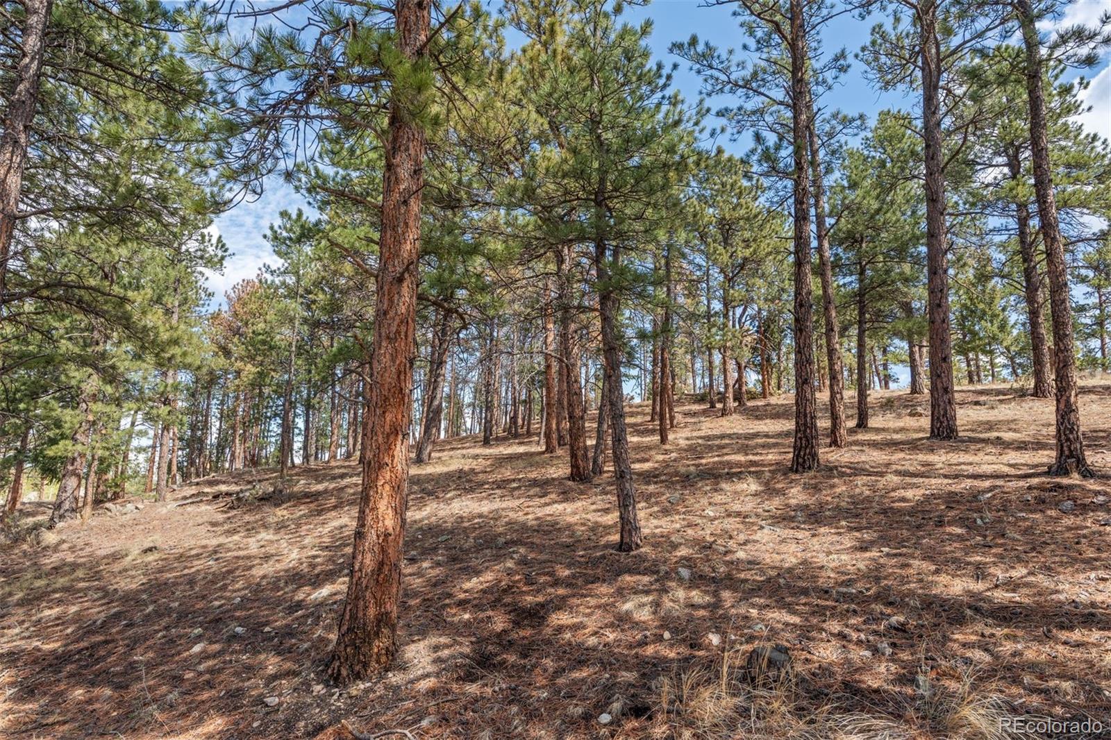 442 Ruby Forest Trail Evergreen CO 80439