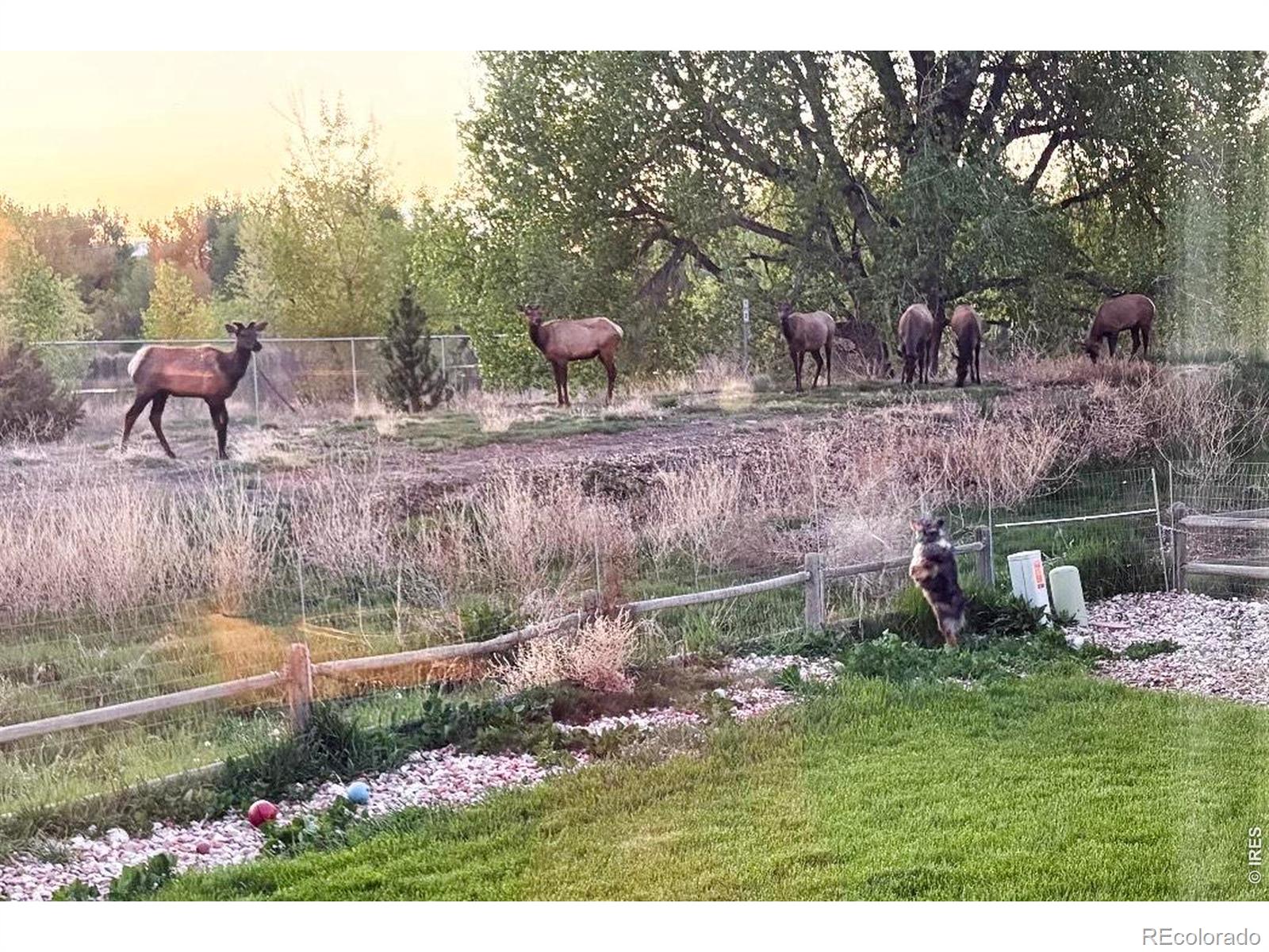 373 Orvis Court Loveland CO 80537