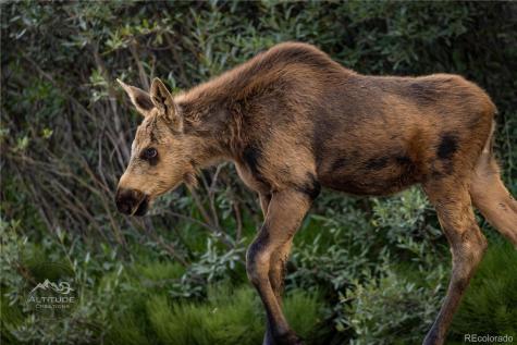 258 Upper Forest Road Idaho Springs CO 80452