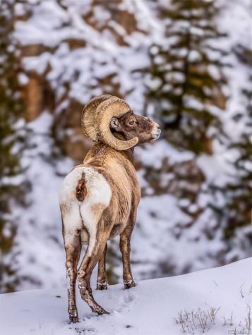 258 Upper Forest Road Idaho Springs CO 80452