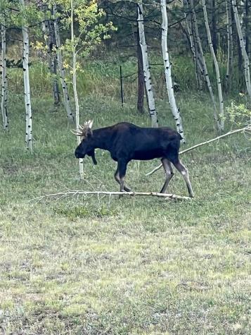 67 Thistle Trail Idaho Springs CO 80452