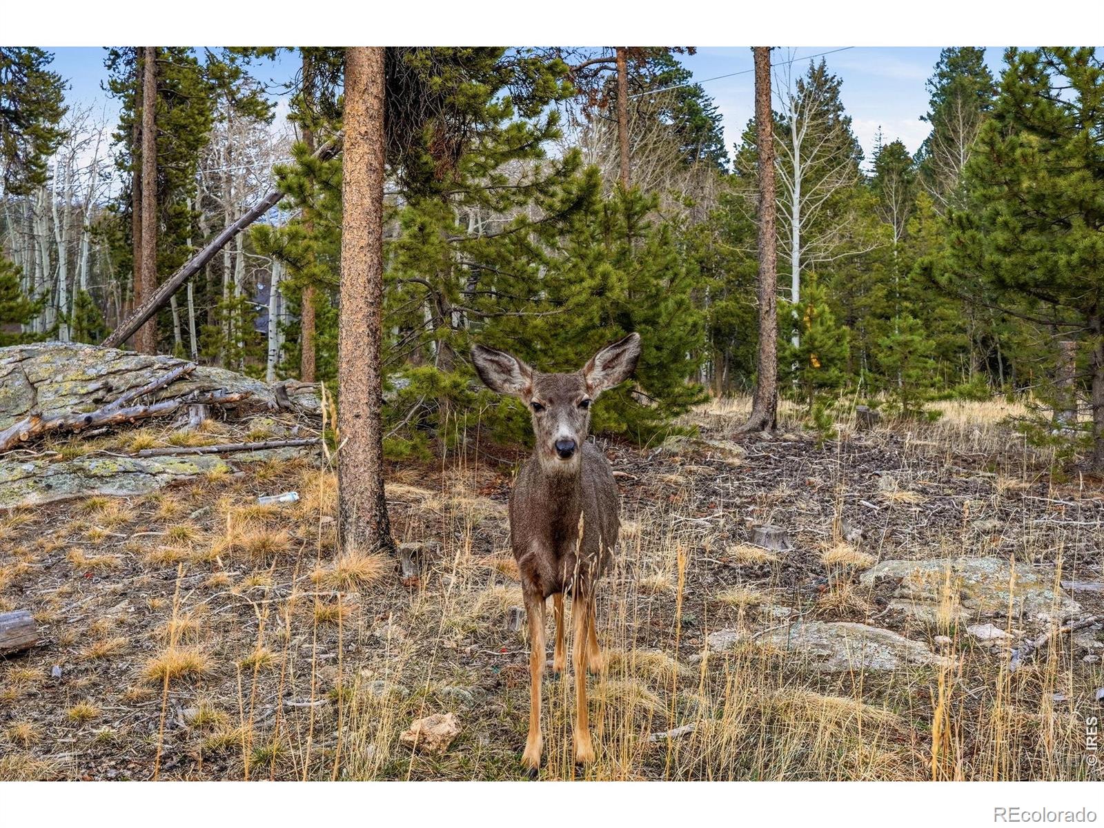 31551 Black Widow Drive Conifer CO 80433