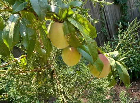 11956 E Oregon Circle Aurora CO 80012