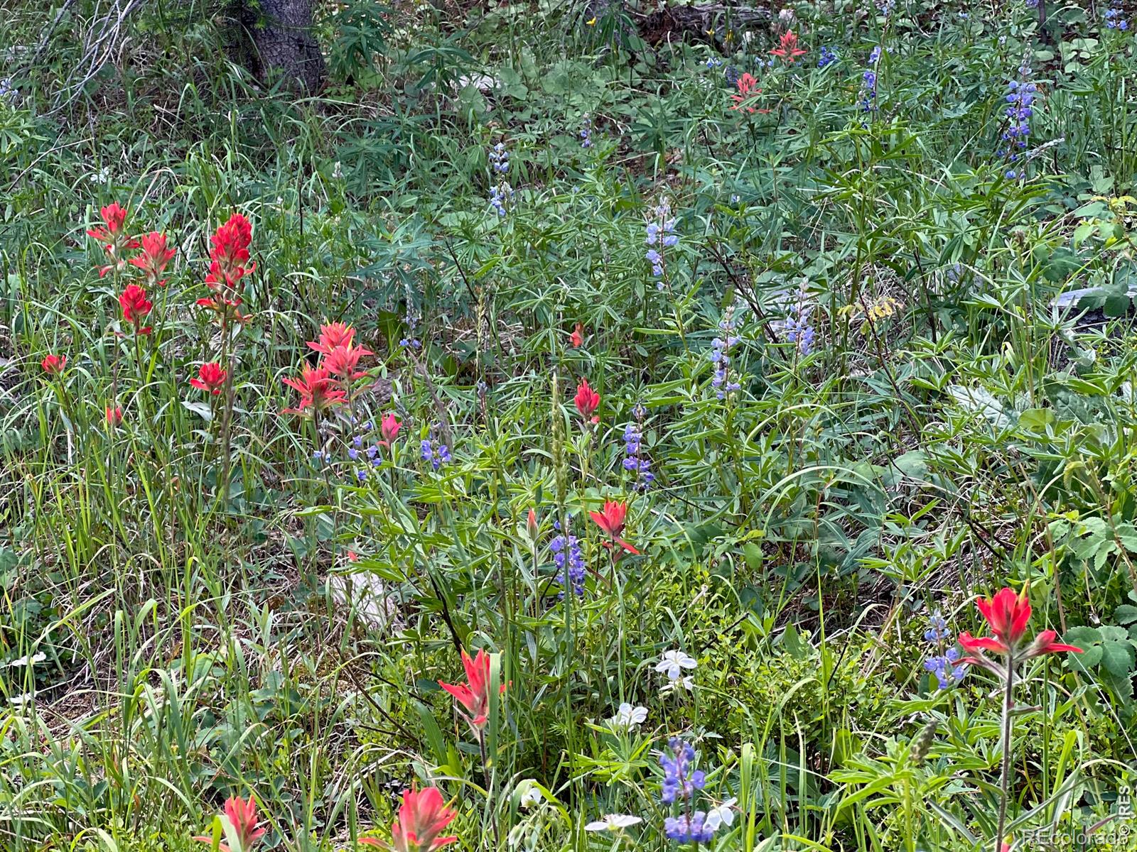 10000 Forest Road 169 Red Feather Lakes CO 80545