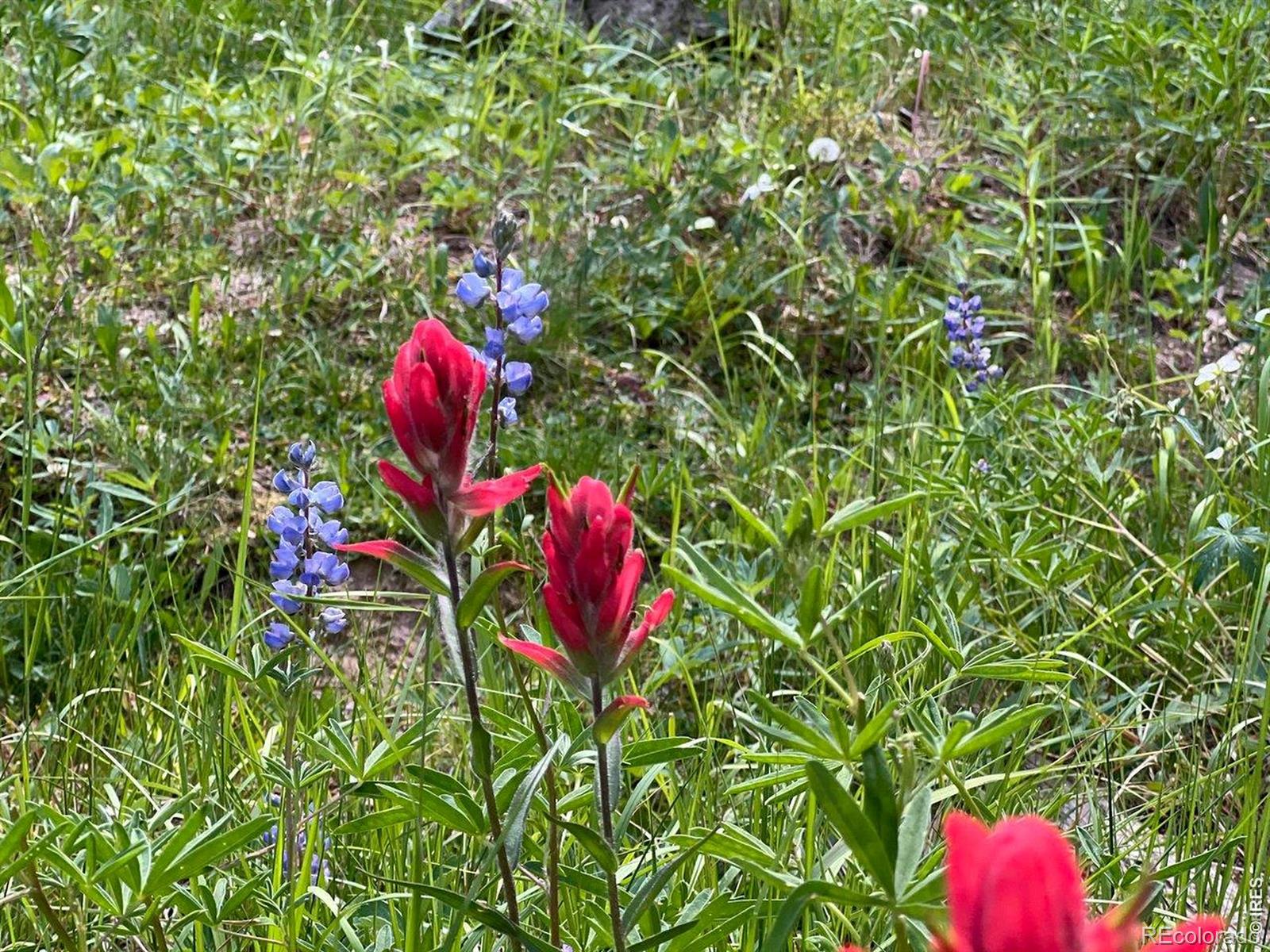 10000 Forest Road 169 Red Feather Lakes CO 80545