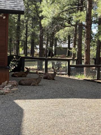 125 Teakwood Drive Pagosa Springs CO 81147