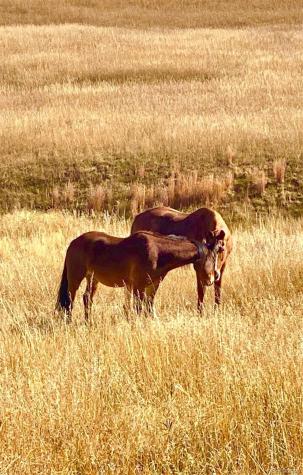 16835 E Goshawk Road Colorado Springs CO 80908